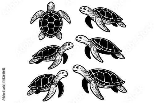 turtle vector illustration,
Sea Turtle Vector Illustrations – Monochrome Set on White Background