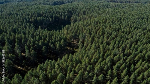 Dense forest aerial view showcasing rows of lush green trees under sunlight displaying a structured natural pattern