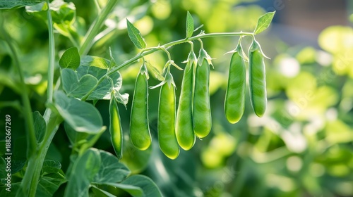 76.A detailed shot of lush pea plants with several green pea pods nestled in the leaves, showcasing the healthy growth of peas in an outdoor garden, bathed in natural sunlight.