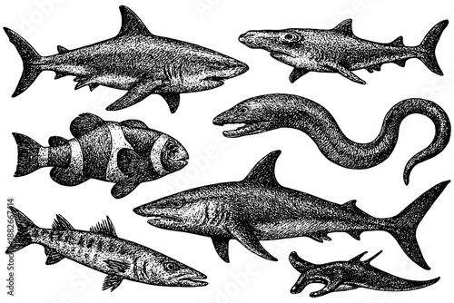 set of Sea Creature,
Sea Creature Illustration Pack – Hand-Drawn Fish, Sushi, and Ocean Artwork