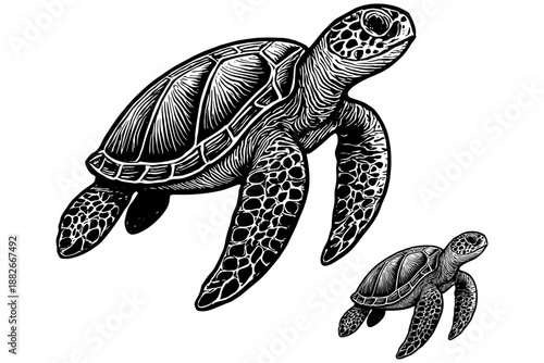 turtle on the beach,
Two Sea Turtles Swimming Together – Stylized Ocean Illustration