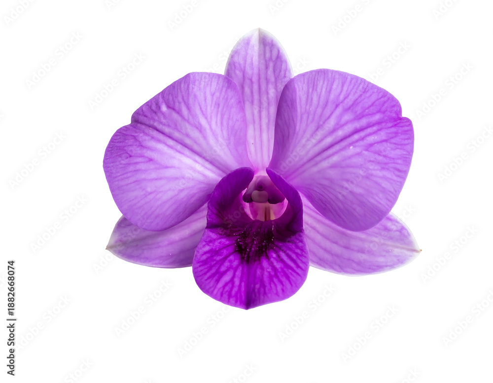 Obraz premium Delicate purple orchid bloom with intricate veining on a black background