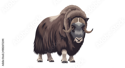 Muskox portrait with transparent background