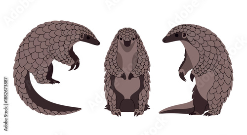 Pangolins trio with transparent background