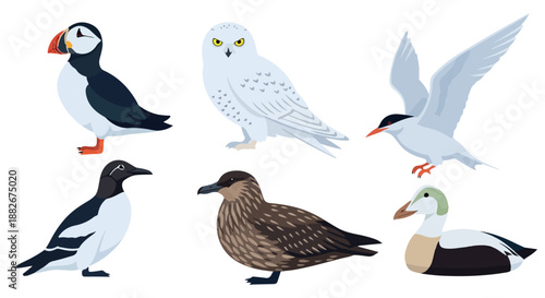 Arctic birds collection with transparent background