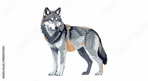 Gray wolf standing with transparent background