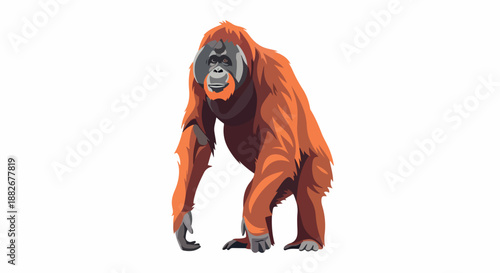 Orange orangutan portrait with transparent background