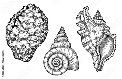 Hand drawn line art seashells set featuring various marine molluscs for summer and ocean themed designs