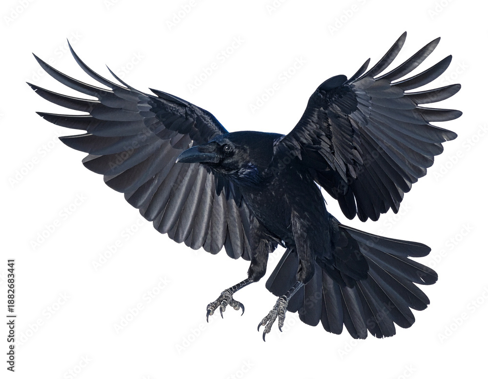 Naklejka premium Flying black raven isolated on white background