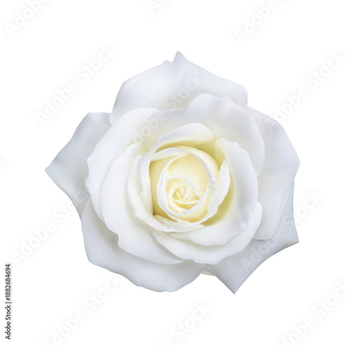 Realistic white rose flower blossom, close-up top view blooming, elegant and pure vector illustration. isolated on transparent background, png