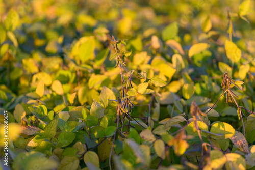 Wallpaper Mural Commercial soybean field glowing under sunset, impression of largescale commodity production with warm tones, dense planting and market-focused agricultural setting Torontodigital.ca