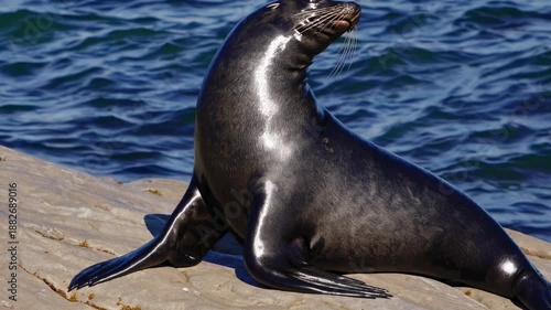 A seal basking on a sunlit rock with the ocean in the background, captured from a low angle, evoking a serene wildlife video style.