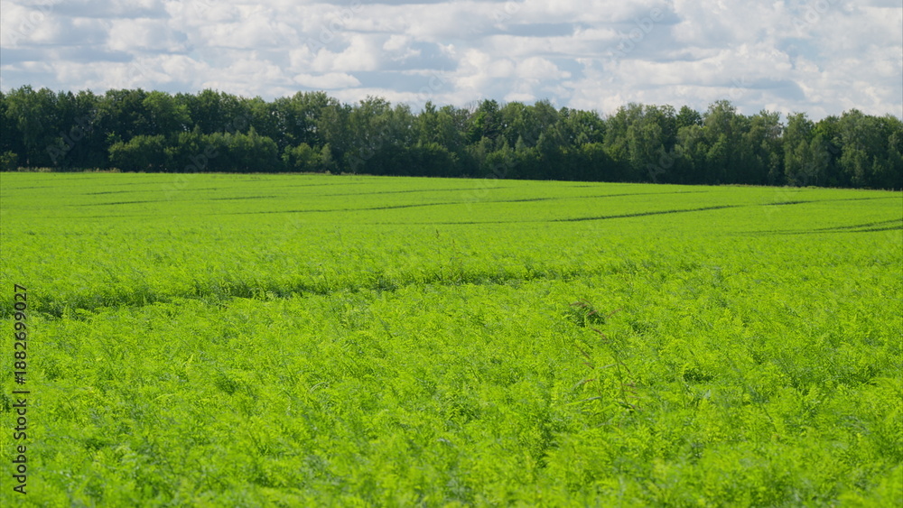 Obraz premium The Expansive Lush Green carrots Fields Beneath a Dramatic Cloudy Sky Are Truly Mesmerizing