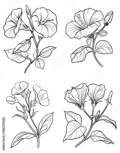 Line Art Botanical Drawings of Morning Glory Flowers