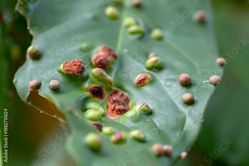 Wallpaper Mural Rose apple leaf Torontodigital.ca