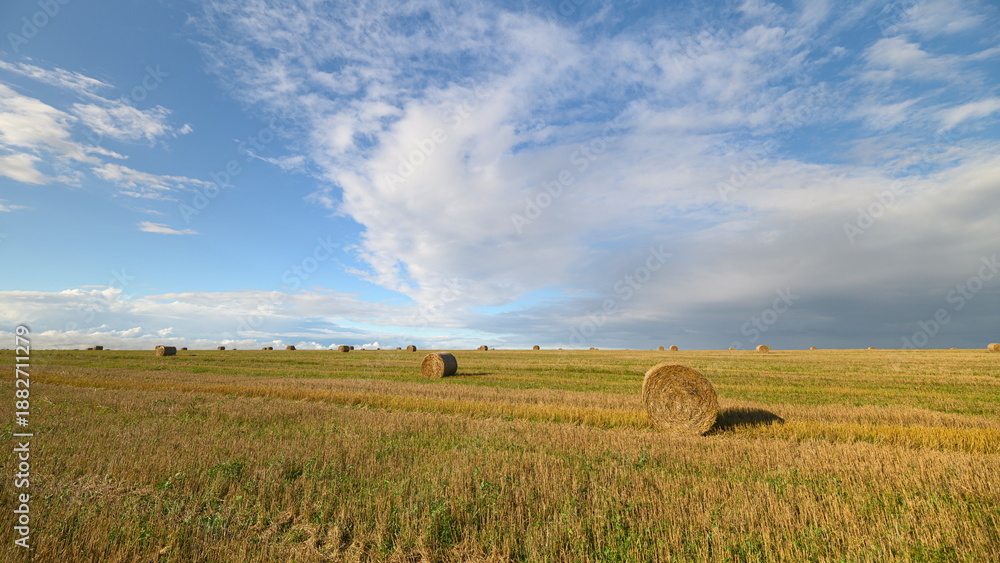 Fototapeta premium A Vast Open Field Spreading Out Beautifully Under A Bright Blue Sky Adorned By Fluffy Clouds