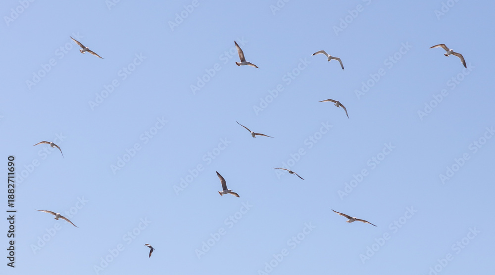Fototapeta premium A flock of birds flying in the sky