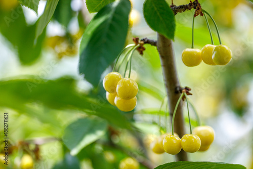 A bunch of yellow cherries hanging from a tree