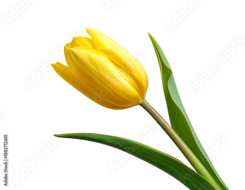 Isolated, vibrant yellow tulip with green leaves against black background