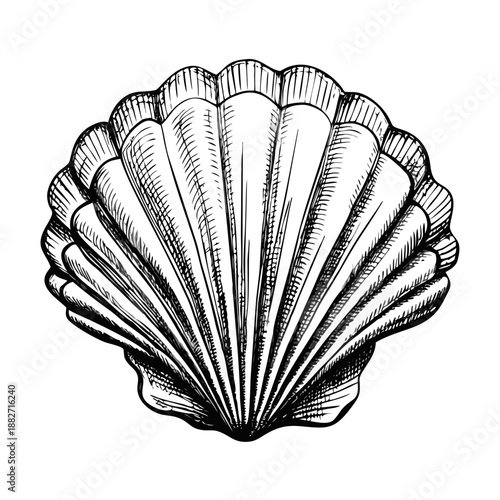 An open art book displays a decorative seashell on a black background, with its fan-like pages isolated to create a creative concept for education and reading