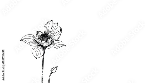 Intricate black line art depicting a single blooming flower, minimalist style,  graphic,  art