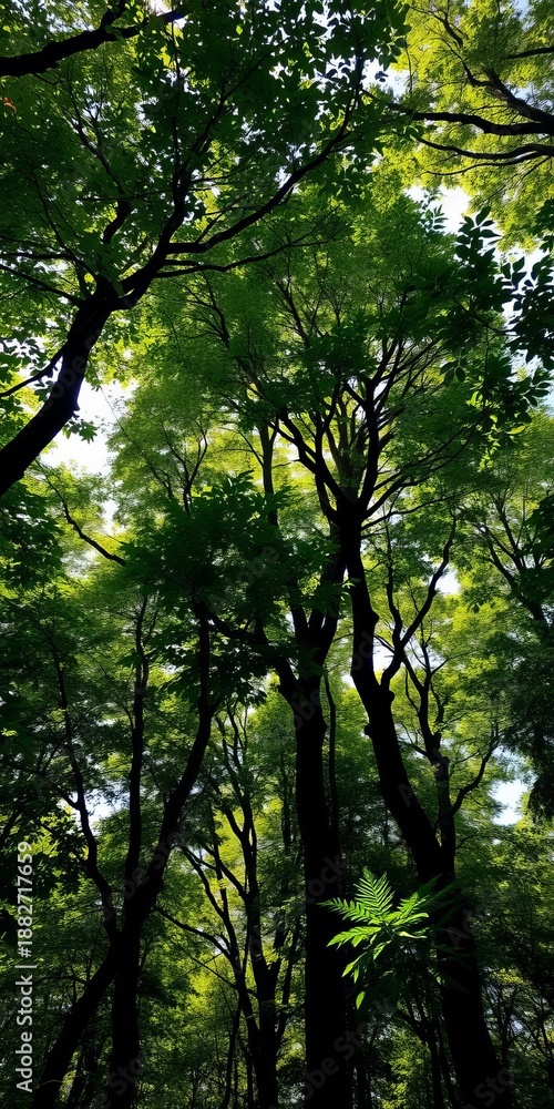 Fototapeta premium Lush forest canopy with dappled sunlight filtering through, woodland, environment