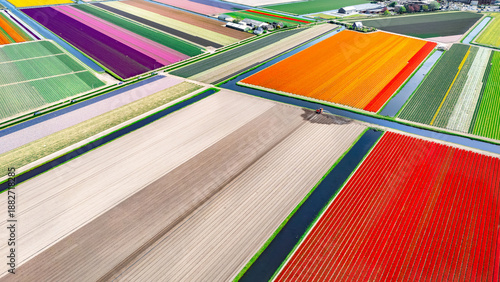 Aerial drone view of tulip flowers fields farm and canal in spring season, tulips blossoming in springtime, traditional dutch agriculture landscape, Lisse, South Holland, the Netherlands
