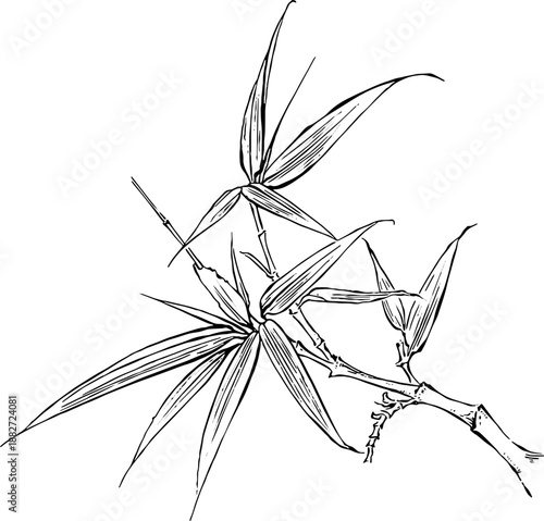 Hand drawn bamboo branch sketch. Black and white vector illustration.Vintage style bamboo line art drawing isolated on white background.