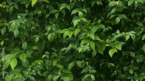 Wallpaper Mural Wet green leaves with falling raindrops Torontodigital.ca