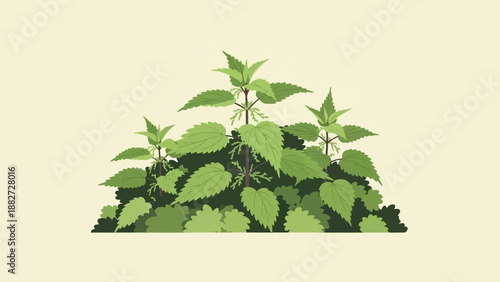 A cluster of vibrant green nettle plants with serrated leaves on a light background