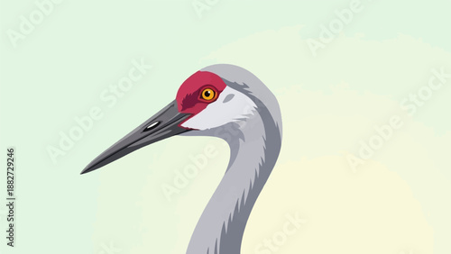 A close-up, stylized illustration of a sandhill crane's head and neck