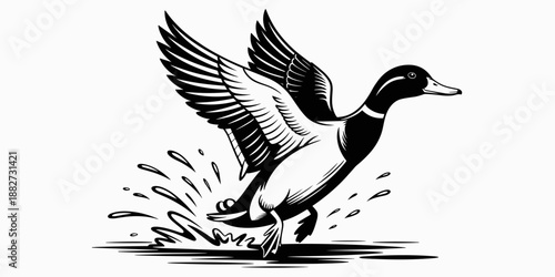Detailed black and white duck illustration taking flight from water pond graphic waterfowl bird wildlife vector design nature conservation imagery for animal books educational resources ornithology gu