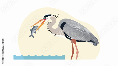 A grey heron stands in shallow blue water, holding a small fish in its beak