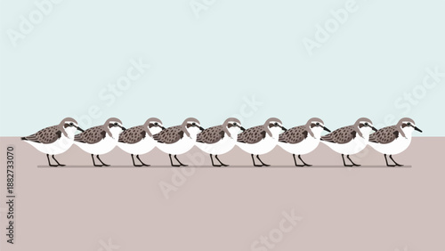 A row of small, speckled shorebirds standing on a light brown surface