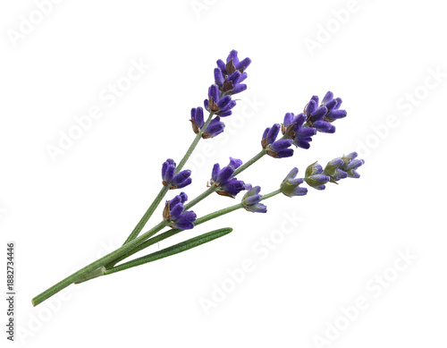 A cluster of delicate lavender sprigs with purple florets and green stems