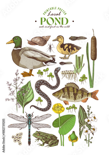 Pond ecosystem hand drawn vector poster