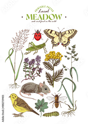 Meadow ecosystem hand drawn vector poster