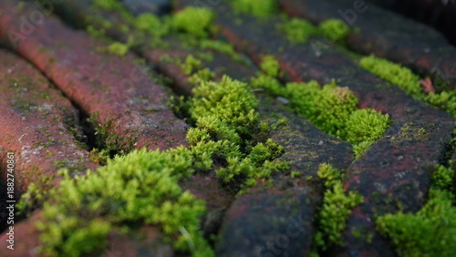 Green Moss (Bryophyta) Growing on Weathered Old Red Bricks