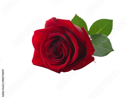 Lush red rose with deep velvety petals and vibrant green leaves