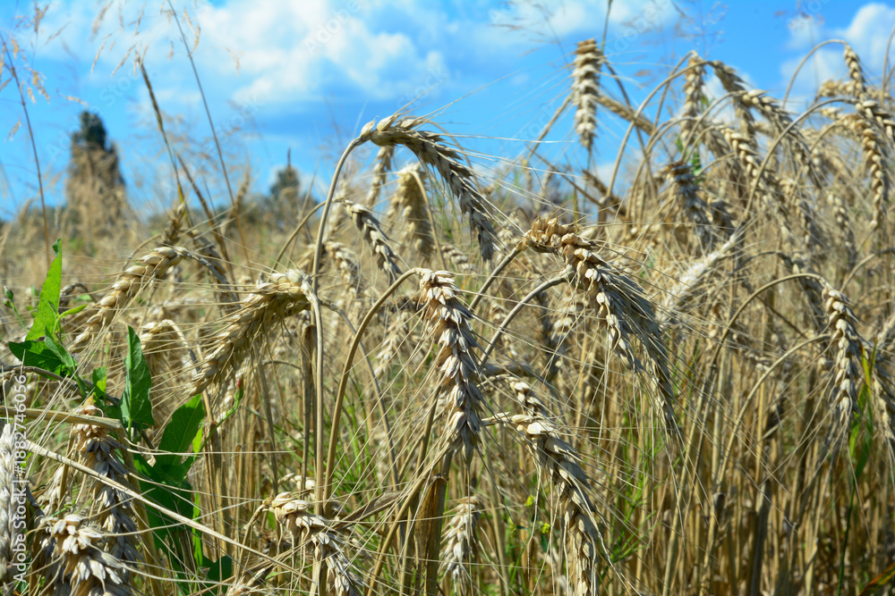 Fototapeta premium Ripe ears of rye in the field