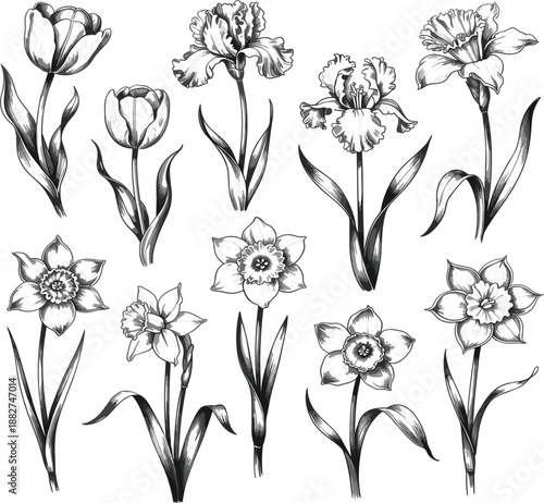Vintage hand drawn flower vector set, classic woodcut tulips irises and daffodils for floral nature design