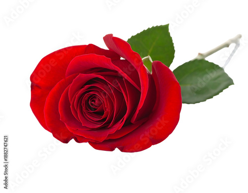 A single, lush red rose with two green leaves on a dark background