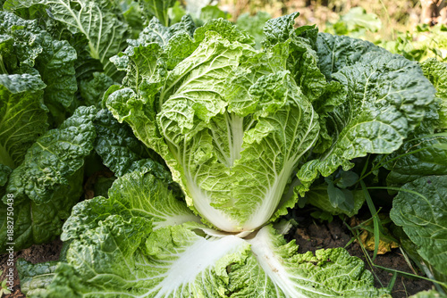 Chinese cabbage in the vegetable garden.