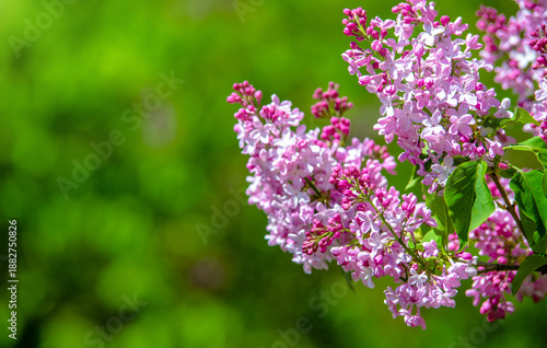 Pink lilac blooms in the Botanical garden
