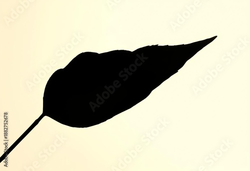 Silhouette of a single leaf, sharply defined against a light background,  form,  black