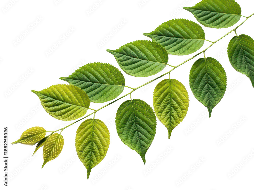 Naklejka premium Branch with green leaves on a transparent background