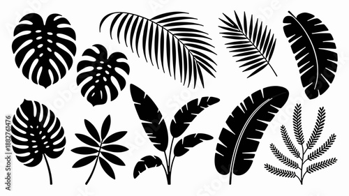 Botanical Silhouette Collection: A diverse compilation of intricate botanical silhouettes, showcasing the elegant forms and textures of various tropical leaves, perfect for design assets.