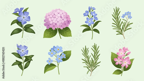 Collection of delicate floral illustrations on a pale green background