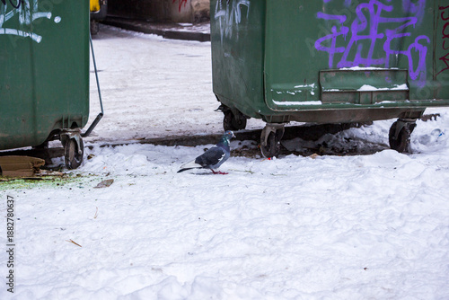 garbage cans in winter, old containers, blue trash cans, garbage bags, cardboard boxes, thrown, on the street, yard, snow, cold, city cleaning, eco, ecology, street, remains of boxes