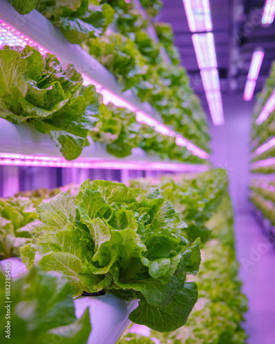 Innovative Vertical Hydroponic Farm with Lush Green Lettuce Under LED Lights